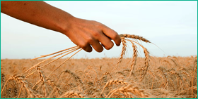 India-Wheat-export-ban_image280x141
